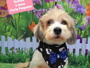 Cachorro raça SRD-ViraLata idade 3 anos nome Rufous 