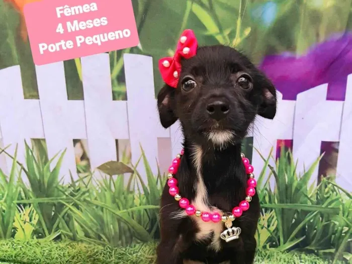 Cachorro raça SRD-ViraLata idade 2 a 6 meses nome Maria Júlia 