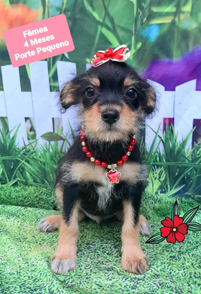 Cachorro raça SRD-ViraLata idade 2 a 6 meses nome Cindy