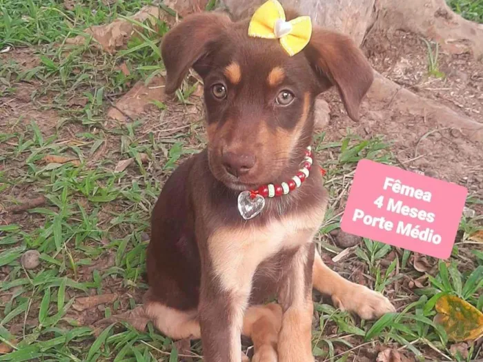Cachorro raça SRD-ViraLata idade 2 a 6 meses nome Esme