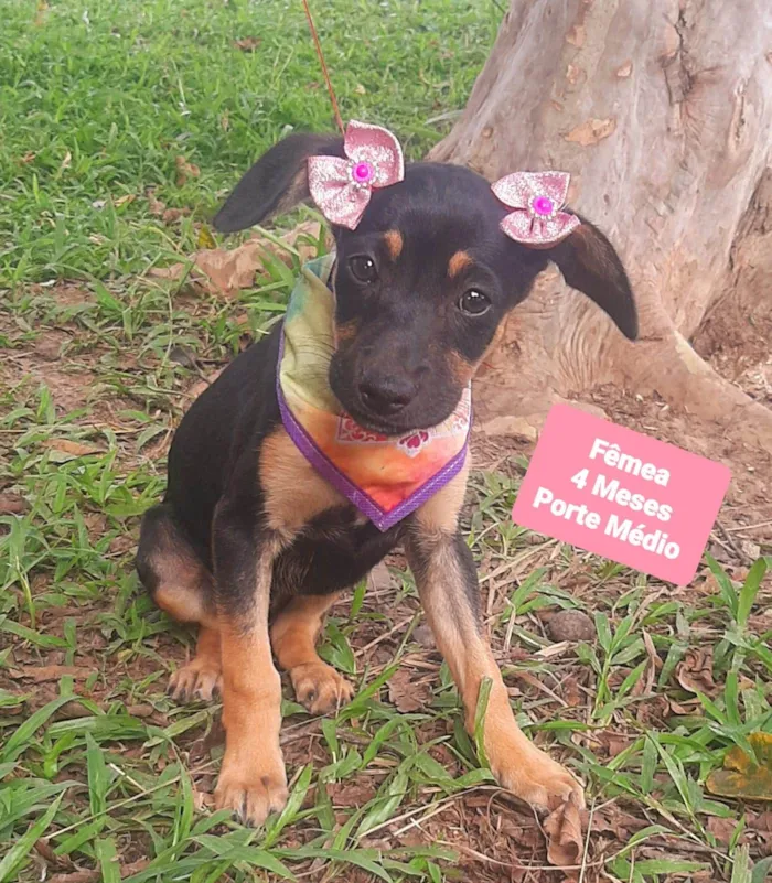 Cachorro raça SRD-ViraLata idade 2 a 6 meses nome Taty