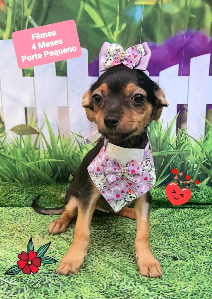 Cachorro raça SRD-ViraLata idade 2 a 6 meses nome Flor 