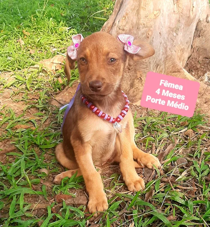 Cachorro raça SRD-ViraLata idade 2 a 6 meses nome Gabi 