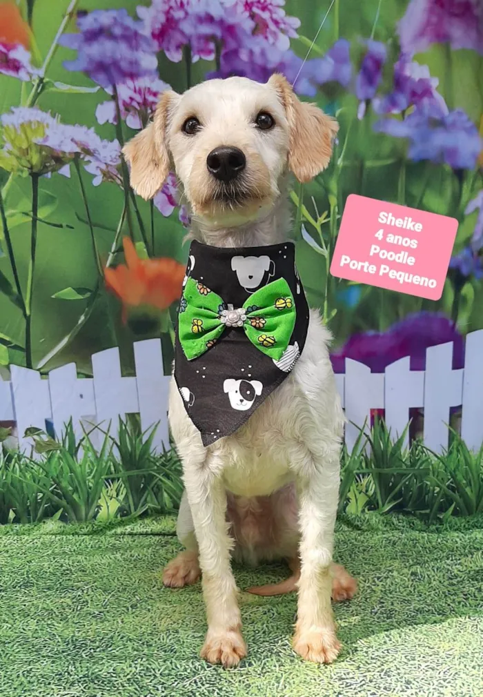 Cachorro raça Poodle idade 4 anos nome Sheike 