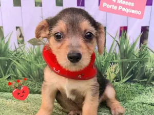 Cachorro raça SRD-ViraLata idade 2 a 6 meses nome Teo 