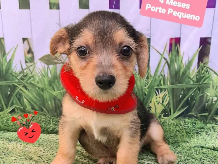 Cachorro raça SRD-ViraLata idade 2 a 6 meses nome Teo 