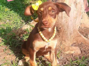 Cachorro raça SRD-ViraLata idade 2 a 6 meses nome Xuxa