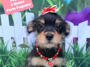 Cachorro raça SRD-ViraLata idade 2 a 6 meses nome Cindy