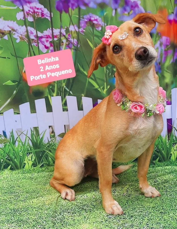 Cachorro raça SRD-ViraLata idade 2 anos nome Belinha