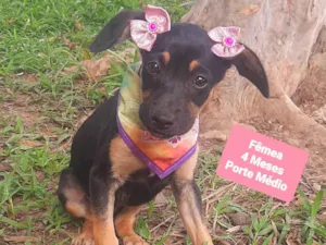 Cachorro raça SRD-ViraLata idade 2 a 6 meses nome Taty