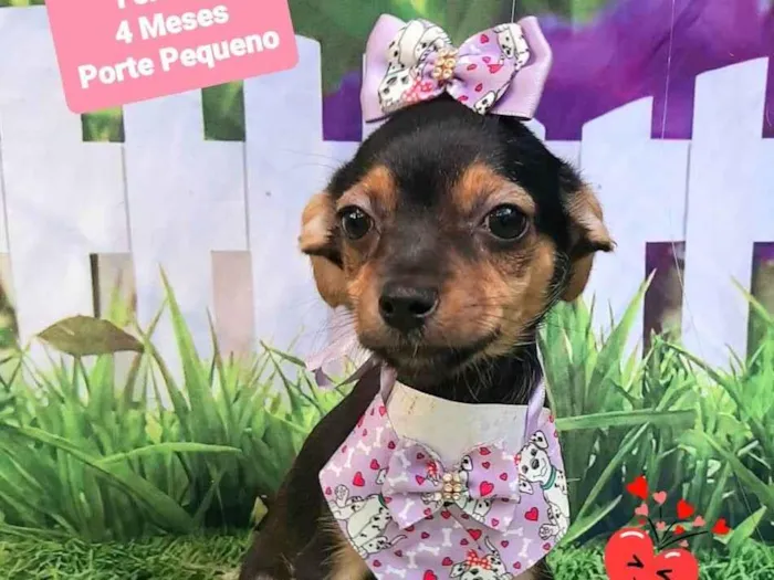 Cachorro raça SRD-ViraLata idade 2 a 6 meses nome Flor 