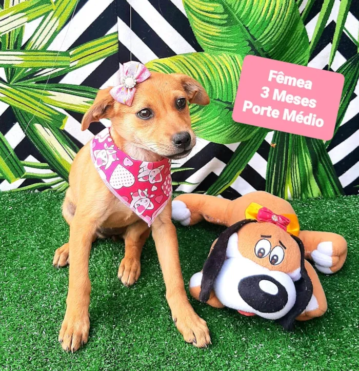 Cachorro raça SRD-ViraLata idade 2 a 6 meses nome Vitoria 