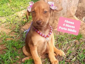 Cachorro raça SRD-ViraLata idade 2 a 6 meses nome Gabi 