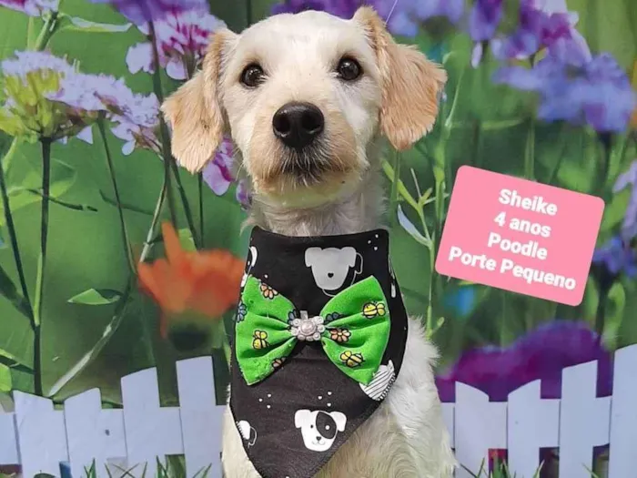 Cachorro raça Poodle idade 4 anos nome Sheike 
