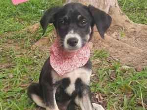Cachorro raça SRD-ViraLata idade 2 a 6 meses nome Vitor 