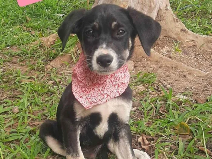 Cachorro raça SRD-ViraLata idade 2 a 6 meses nome Vitor 