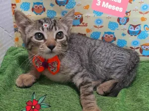 Gato raça SRD-ViraLata idade 2 a 6 meses nome Gatinha
