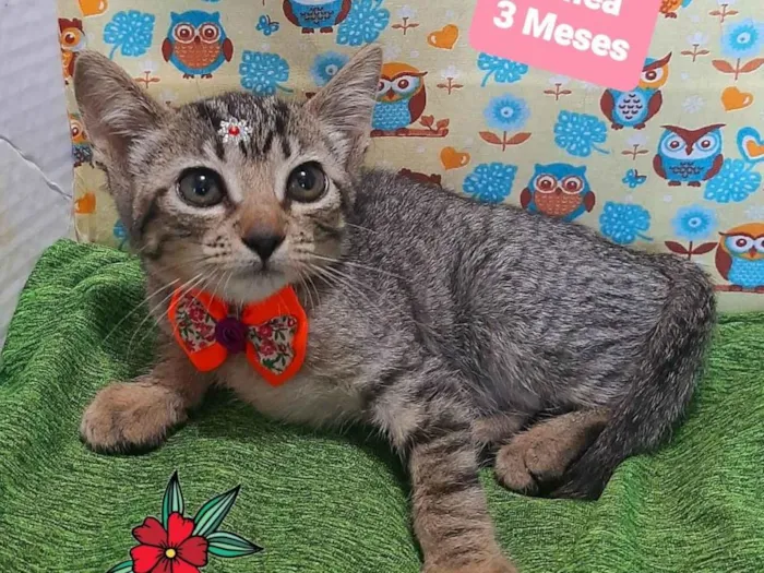 Gato raça SRD-ViraLata idade 2 a 6 meses nome Gatinha
