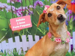 Cachorro raça SRD-ViraLata idade 2 anos nome Belinha