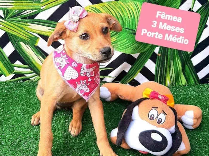 Cachorro raça SRD-ViraLata idade 2 a 6 meses nome Vitoria 