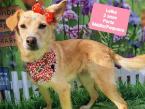 Cachorro raça SRD-ViraLata idade 2 anos nome Laika