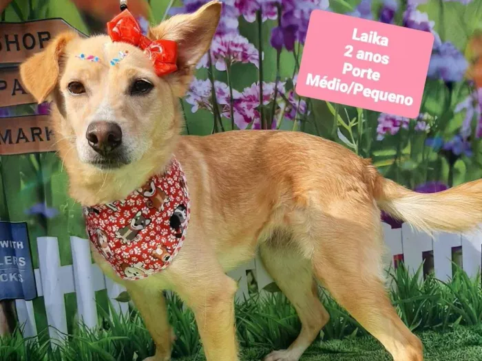 Cachorro raça SRD-ViraLata idade 2 anos nome Laika