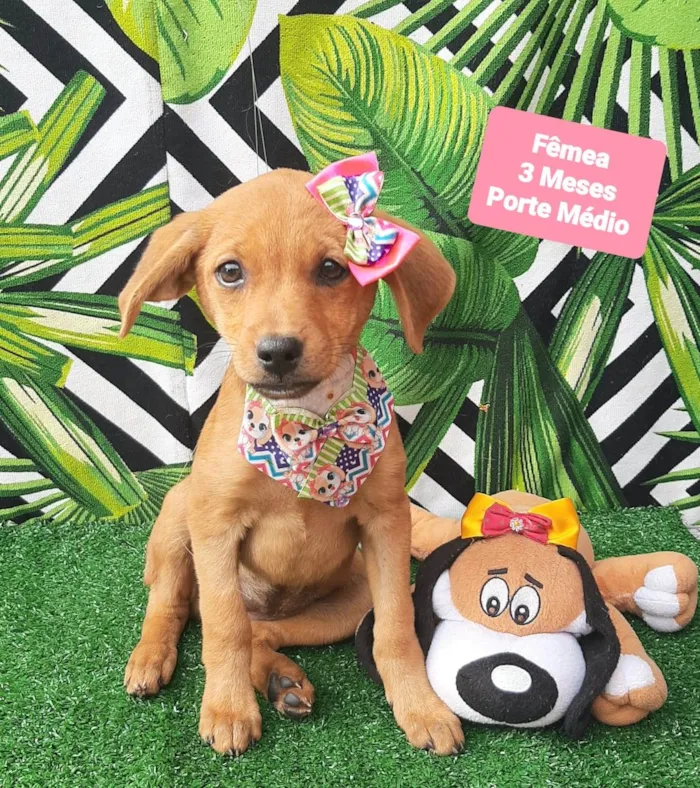 Cachorro raça SRD-ViraLata idade 2 a 6 meses nome Aline