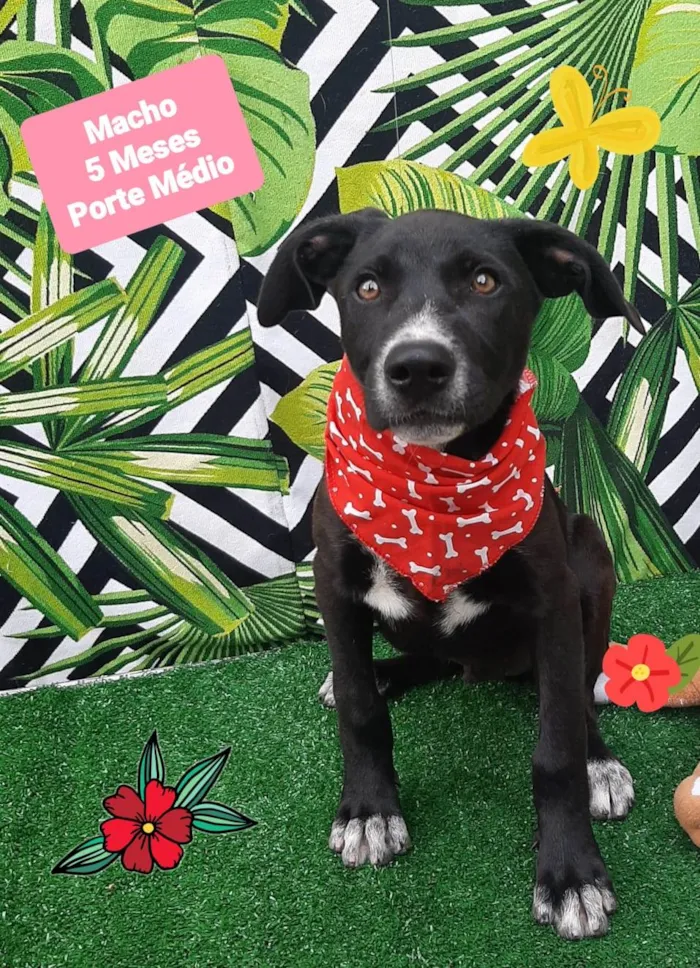 Cachorro raça SRD-ViraLata idade 2 a 6 meses nome Derock