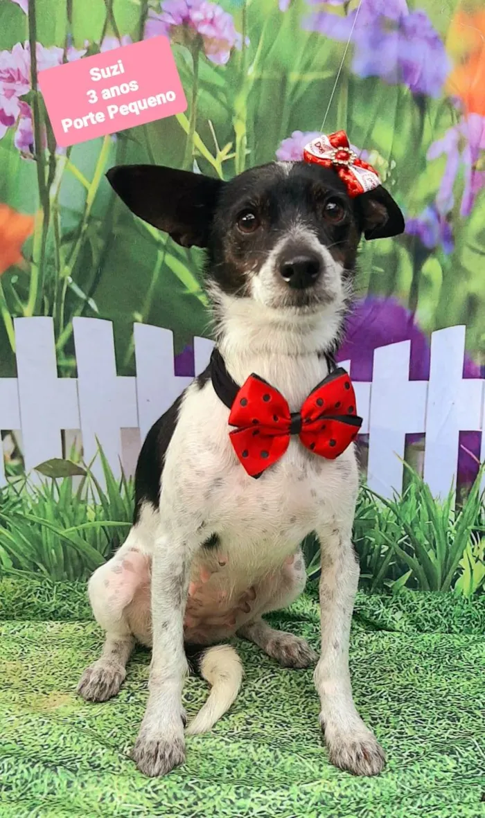 Cachorro raça SRD-ViraLata idade 3 anos nome Suzi