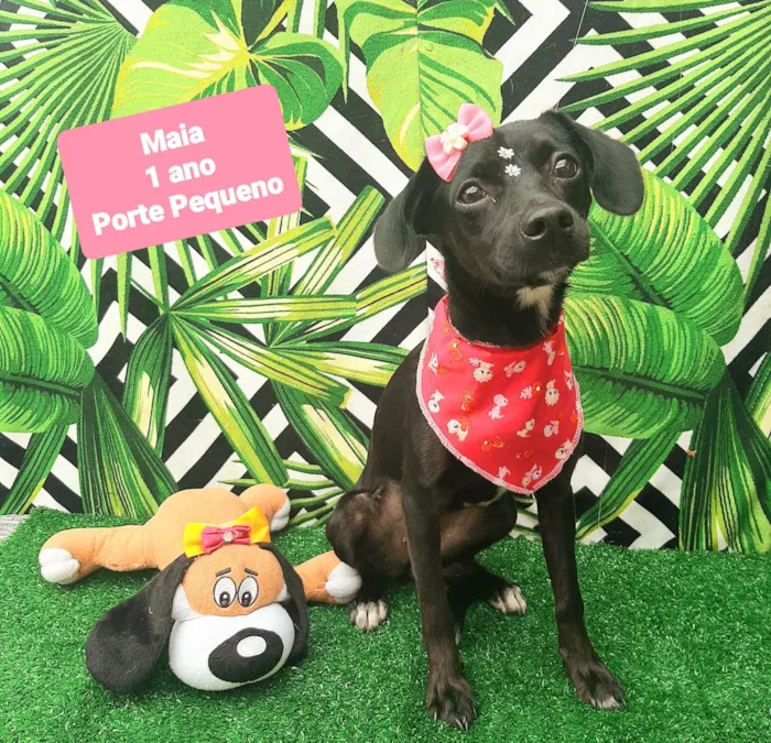 Cachorro raça SRD-ViraLata idade 1 ano nome Maia