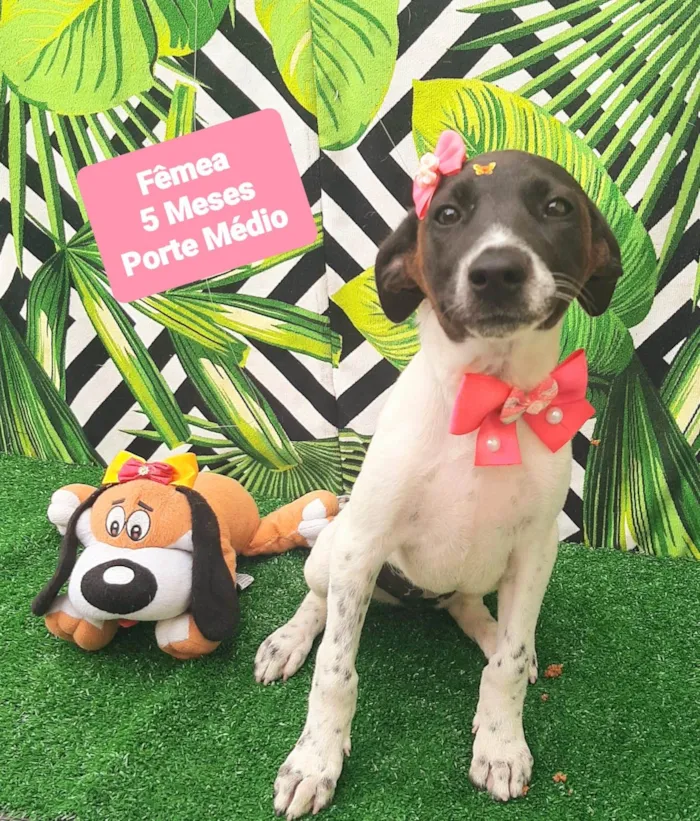 Cachorro raça SRD-ViraLata idade 2 a 6 meses nome Clara