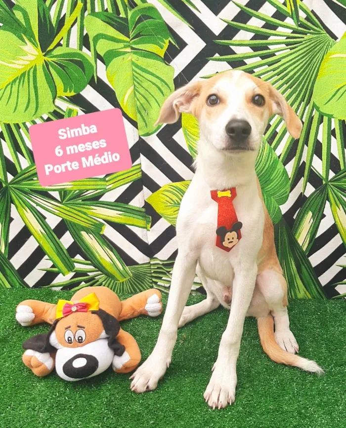 Cachorro raça SRD-ViraLata idade 2 a 6 meses nome Simba