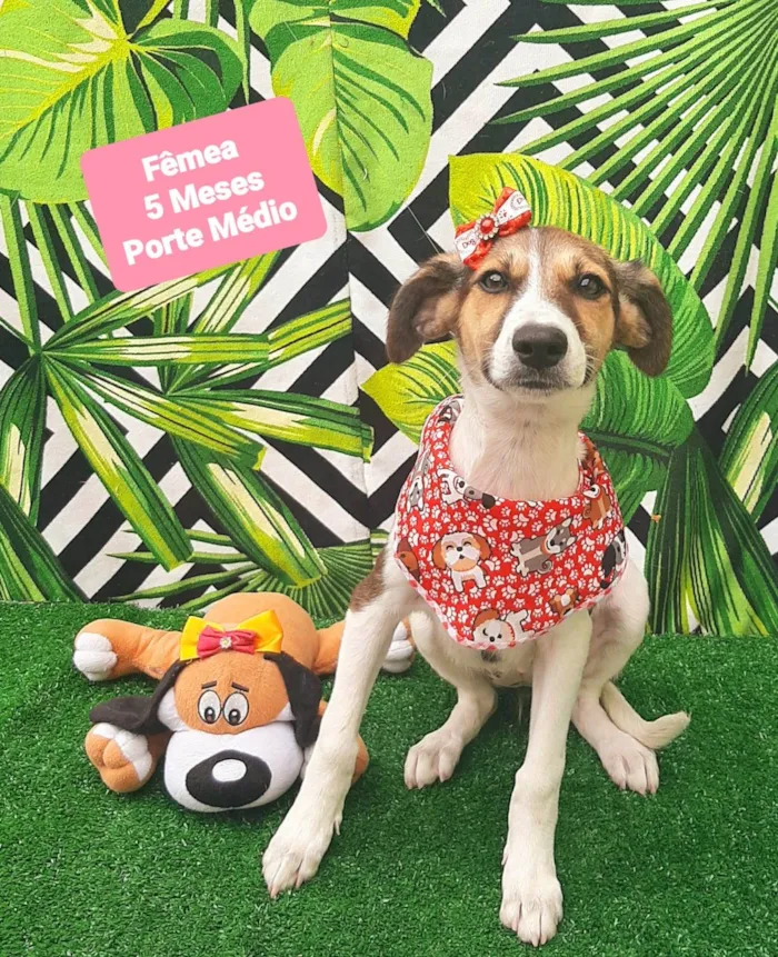 Cachorro raça SRD-ViraLata idade 2 a 6 meses nome Hanna