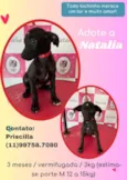 Cachorro raça SRD idade 2 a 6 meses nome Natalia 