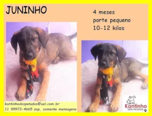 Cachorro raça SRD idade 2 a 6 meses nome Juninho 