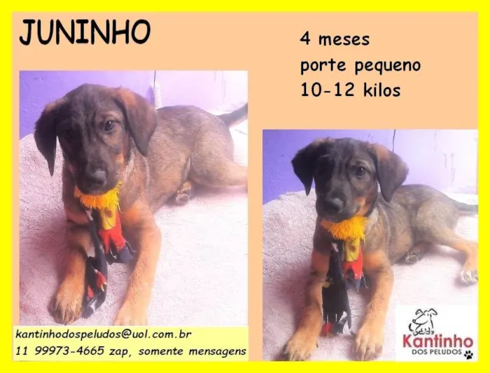 Cachorro raça SRD idade 2 a 6 meses nome Juninho 