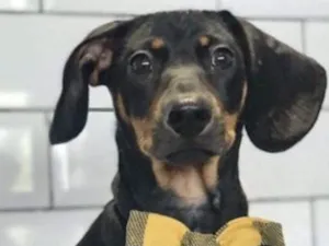 Cachorro raça  idade 1 ano nome Bruce 