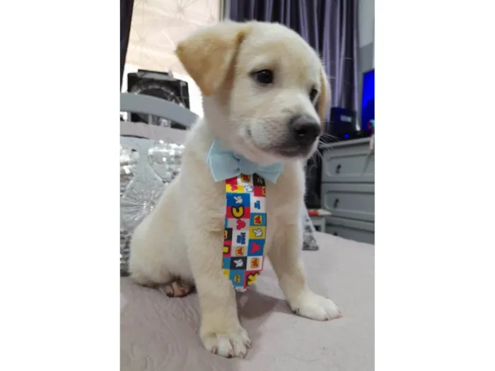 Cachorro ra a Srd idade 2 a 6 meses nome Bolt e Pérola 