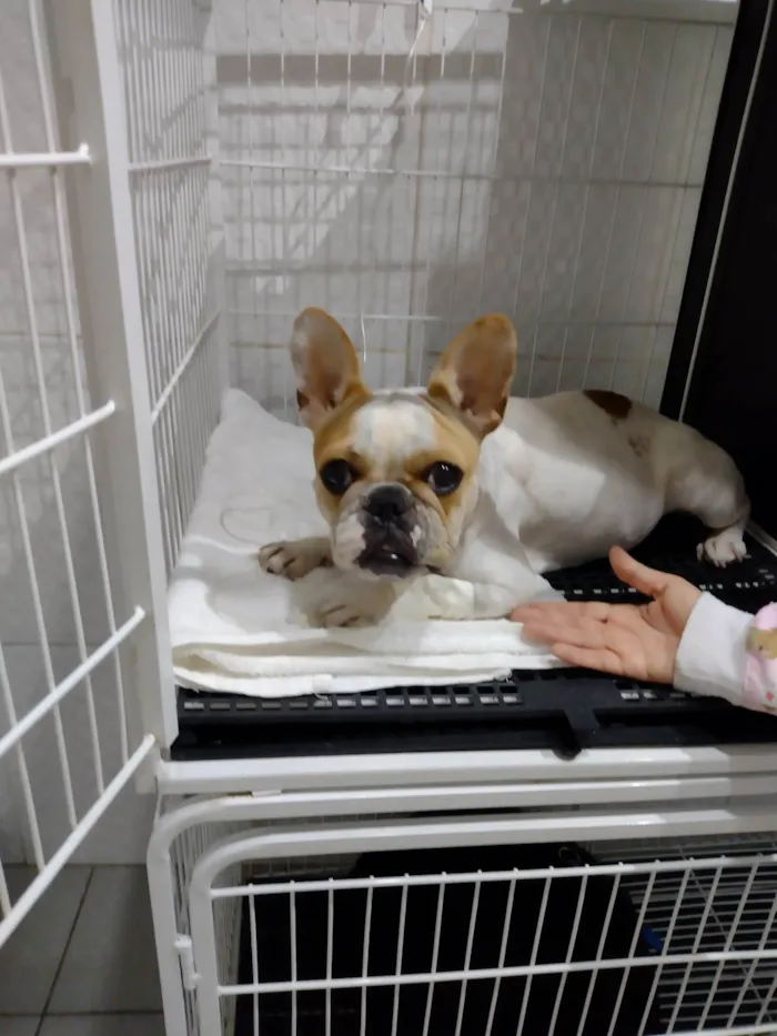 Cachorro raça Bulldog idade 2 anos nome Mia