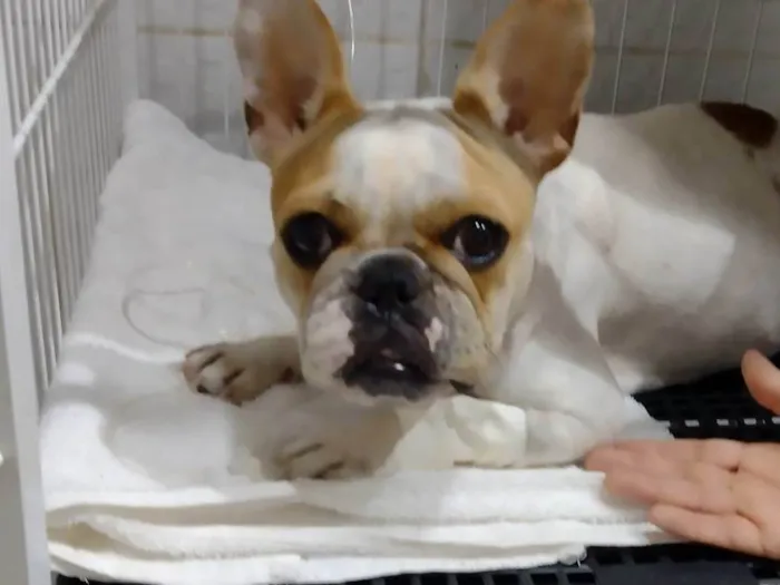Cachorro raça Bulldog idade 2 anos nome Mia