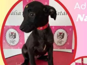 Cachorro raça SRD idade 2 a 6 meses nome Natalia 