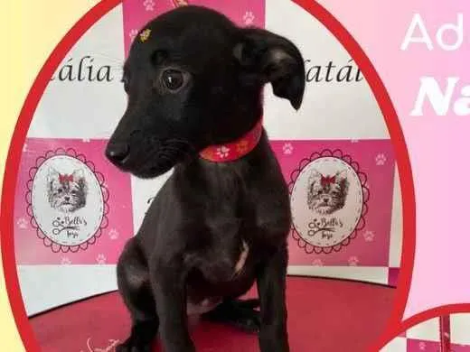 Cachorro raça SRD idade 2 a 6 meses nome Natalia 