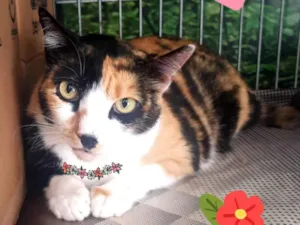 Gato raça SRD-ViraLata idade 2 anos nome Juma