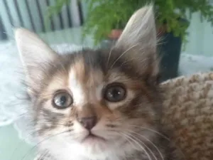 Gato raça SRD-ViraLata idade 2 a 6 meses nome Sem Nome