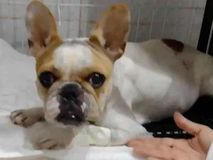 Cachorro raça Bulldog idade 2 anos nome Mia
