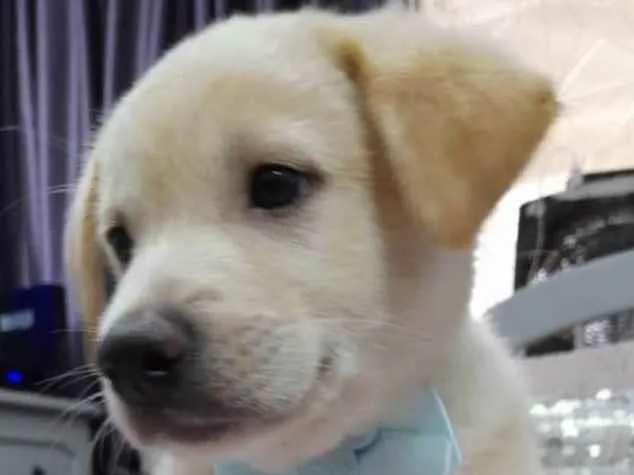 Cachorro ra a Srd idade 2 a 6 meses nome Bolt e Pérola 