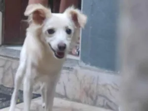 Cachorro raça SRD idade 7 a 11 meses nome Pérola 