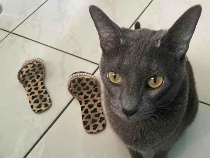Gato raça Azul russo  idade 3 anos nome Theo