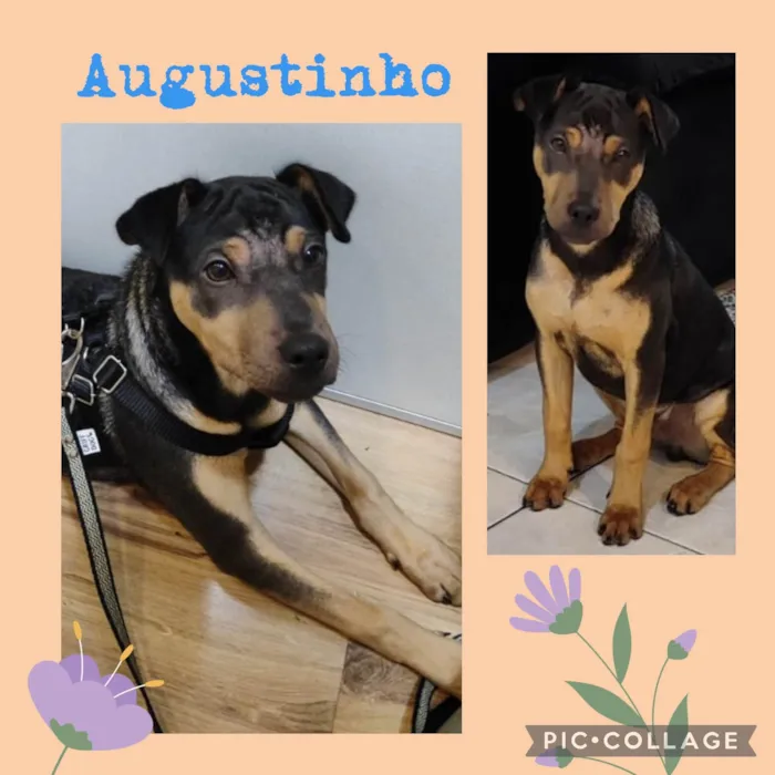 Augustinho