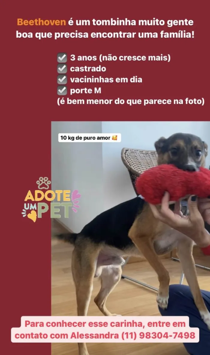 Cachorro ra a SRD-ViraLata idade 3 anos nome Beethoven 